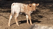 2/3 Beauty Bullcalf