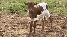 5/3 Benelli Heifer