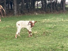 1/5 Cuba bull calf