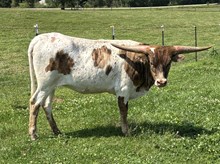 BL Benelli's super Nova