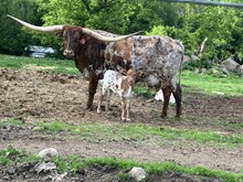 Shelly heifer 2025