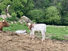 Beauty Bull calf 2025