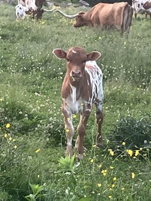 Shelly heifer 2025