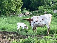 Lily 2025 Bull calf