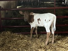 Confrontationelle 2025 heifer 