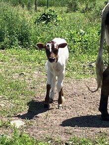 Temptation heifer 2025