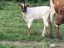Temptation heifer 2025