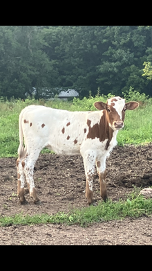 River heifer 2025