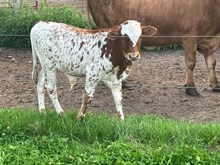 Beauty Bull calf 2025
