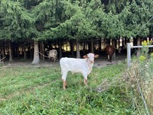 Lily 2025 Bull calf