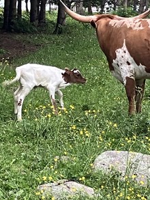Temptation heifer 2025