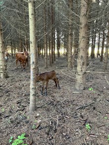 Novas Raggity Ann 2025 bull calf