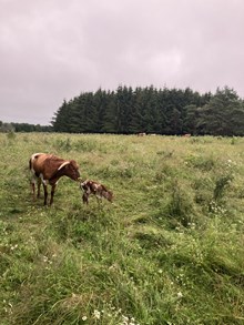 Ellie 2025 Bullcalf