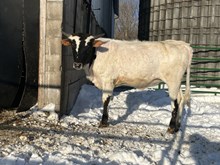 Temptation heifer 2025