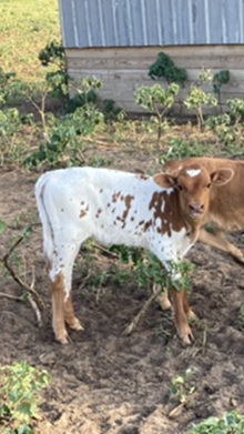 8/3 Penny Heifer