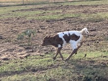 10/3 Sage Heifer