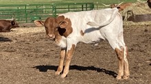 4/3 Shelly heifer