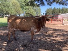 SUPER CINNAMON 159